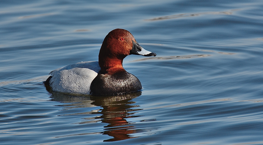 Common Pochard